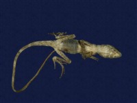 藏品(斯文豪氏攀蜥)的圖片